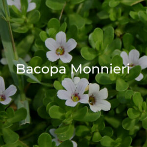 bacopa-monnieri