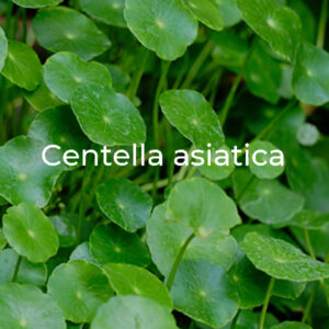 centella-asiatica